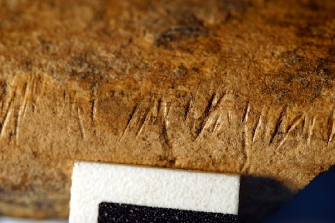 New Study Calls Into Question the Importance of Meat Eating in Shaping